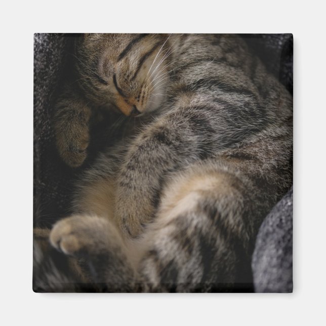 Cutest Baby djur | Spipande Tabby katt Magnet (Framsidan)