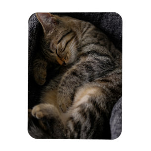 Cutest Baby djur Spipande Tabby katt Magnet
