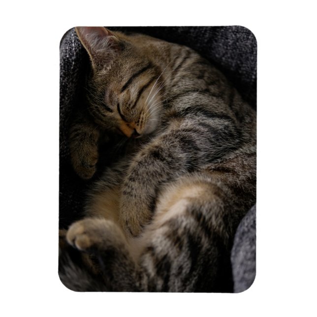 Cutest Baby djur | Spipande Tabby katt Magnet (Vertikal)
