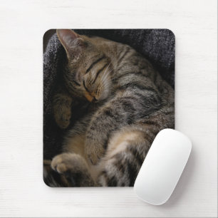 Cutest Baby djur   Spipande Tabby katt Musmatta