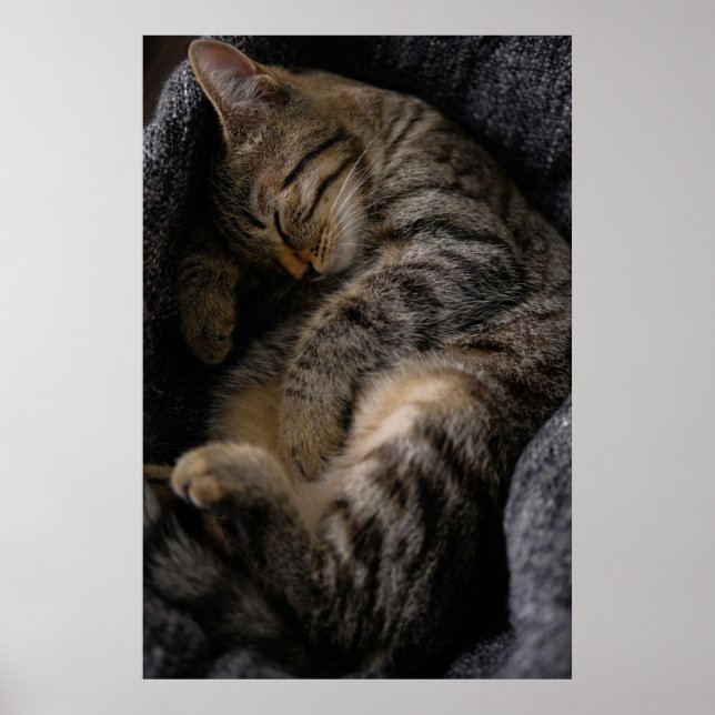 Cutest Baby djur | Spipande Tabby katt Poster (Framsidan)