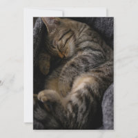 Cutest Baby djur | Spipande Tabby katt