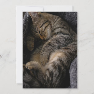 Cutest Baby djur Spipande Tabby katt Tack Kort