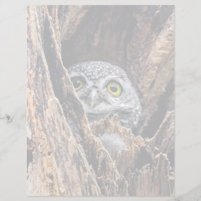 Cutest Baby djur | Spoted Owlet (Framsida)