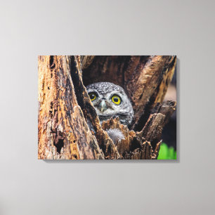 Cutest Baby djur Spoted Owlet Canvastryck