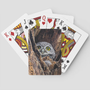 Cutest Baby djur Spoted Owlet Casinokort