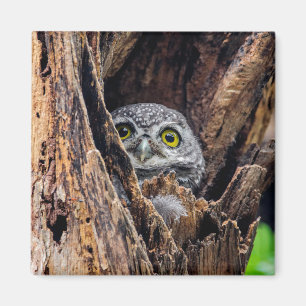 Cutest Baby djur Spoted Owlet Magnet