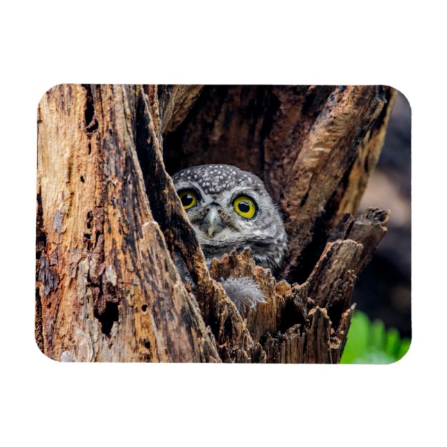Cutest Baby djur | Spoted Owlet Magnet (Horisontell)