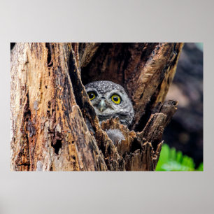 Cutest Baby djur Spoted Owlet Poster