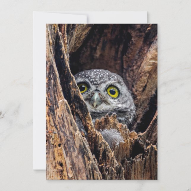Cutest Baby djur | Spoted Owlet Tack Kort (Framsida)