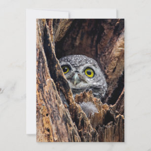 Cutest Baby djur Spoted Owlet Tack Kort