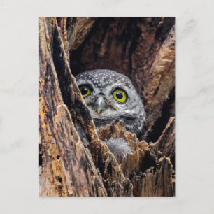 Cutest Baby djur   Spoted Owlet Vykort