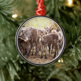 Cutest Baby djur Svalbard Reindeer Julgransprydnad Metall