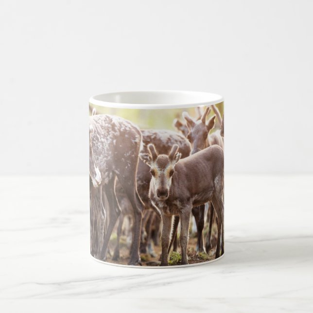 Cutest Baby djur | Svalbard Reindeer Kaffemugg (Center)