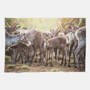 Cutest Baby djur Svalbard Reindeer Kökshandduk