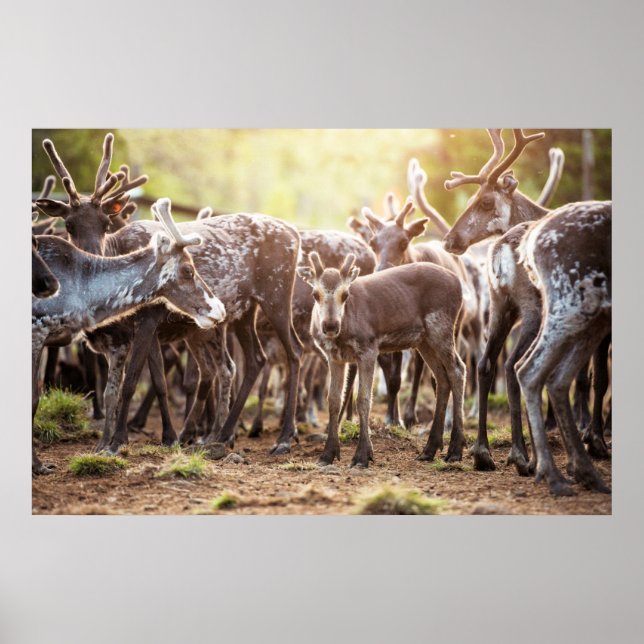 Cutest Baby djur | Svalbard Reindeer Poster (Framsidan)