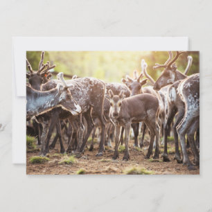 Cutest Baby djur Svalbard Reindeer Tack Kort