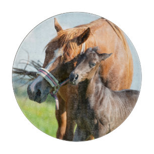 Cutest Baby djur   Svart kalv med Mamma