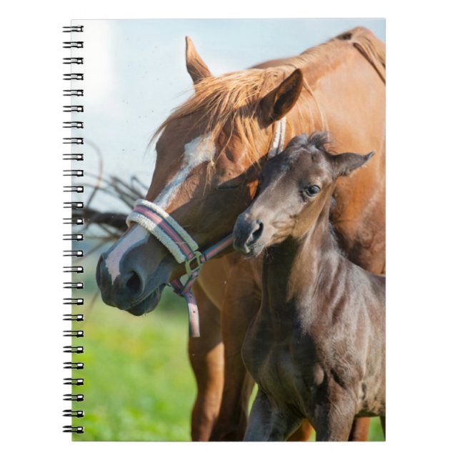 Cutest Baby djur | Svart kalv med Mamma Anteckningsbok (Framsidan)