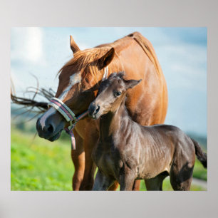 Cutest Baby djur Svart kalv med Mamma Poster
