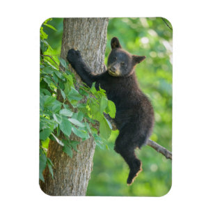 Cutest Baby djur Svarta Björnen Unge Magnet