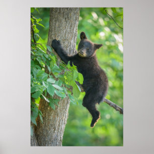 Cutest Baby djur Svarta Björnen Unge Poster