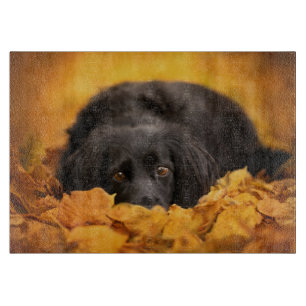 Cutest Baby djur   Svartspansk marionett