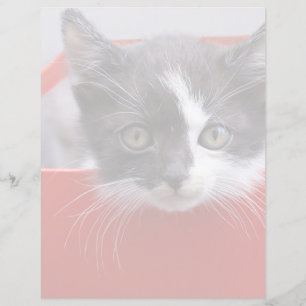 Cutest Baby djur   Svartvit Kitten