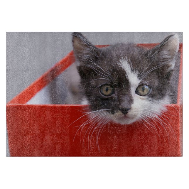 Cutest Baby djur | Svartvit Kitten (Framsidan)