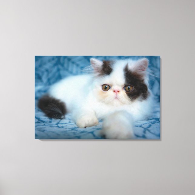 Cutest Baby djur | Svartvit Kitten Canvastryck (Framsida)