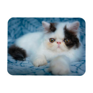 Cutest Baby djur Svartvit Kitten Magnet