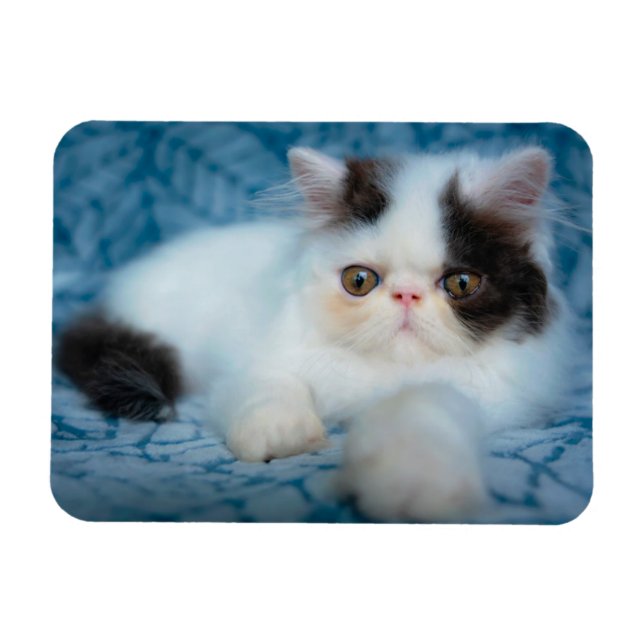 Cutest Baby djur | Svartvit Kitten Magnet (Horisontell)