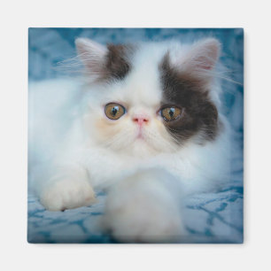 Cutest Baby djur Svartvit Kitten Magnet
