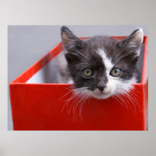Cutest Baby djur Svartvit Kitten Poster