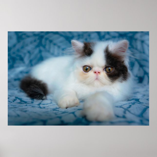 Cutest Baby djur | Svartvit Kitten Poster (Framsidan)