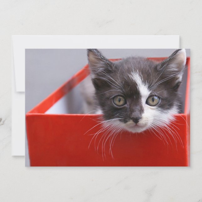 Cutest Baby djur | Svartvit Kitten Tack Kort (Framsida)