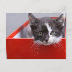 Cutest Baby djur Svartvit Kitten Vykort