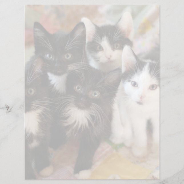 Cutest Baby djur | Svartvit kittens (Framsida)