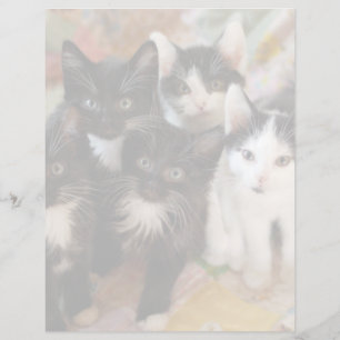 Cutest Baby djur Svartvit kittens