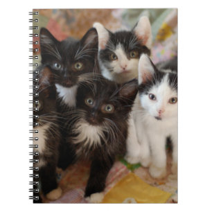 Cutest Baby djur Svartvit kittens Anteckningsbok