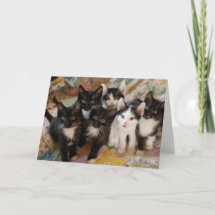 Cutest Baby djur Svartvit kittens Kort