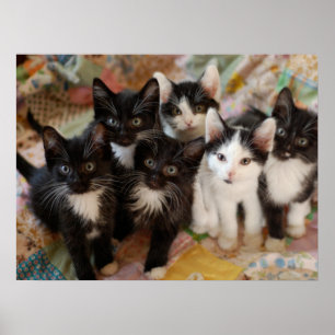Cutest Baby djur Svartvit kittens Poster