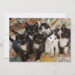 Cutest Baby djur Svartvit kittens Tack Kort
