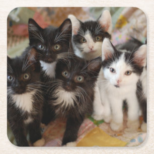 Cutest Baby djur Svartvit kittens Underlägg Papper Kvadrat