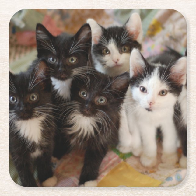 Cutest Baby djur | Svartvit kittens Underlägg Papper Kvadrat (Framsidan)
