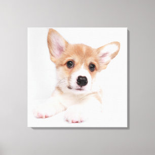 Cutest Baby djur Sweet Baby Corgi Canvastryck