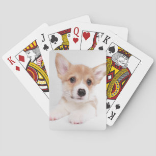 Cutest Baby djur   Sweet Baby Corgi Casinokort