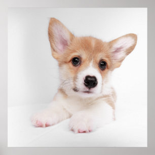 Cutest Baby djur   Sweet Baby Corgi Poster