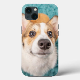 Cutest Baby djur   Sweet Corgi Puppy Ansikte