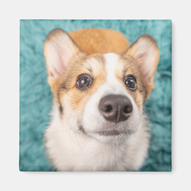 Cutest Baby djur | Sweet Corgi Puppy Ansikte Magnet (Framsidan)